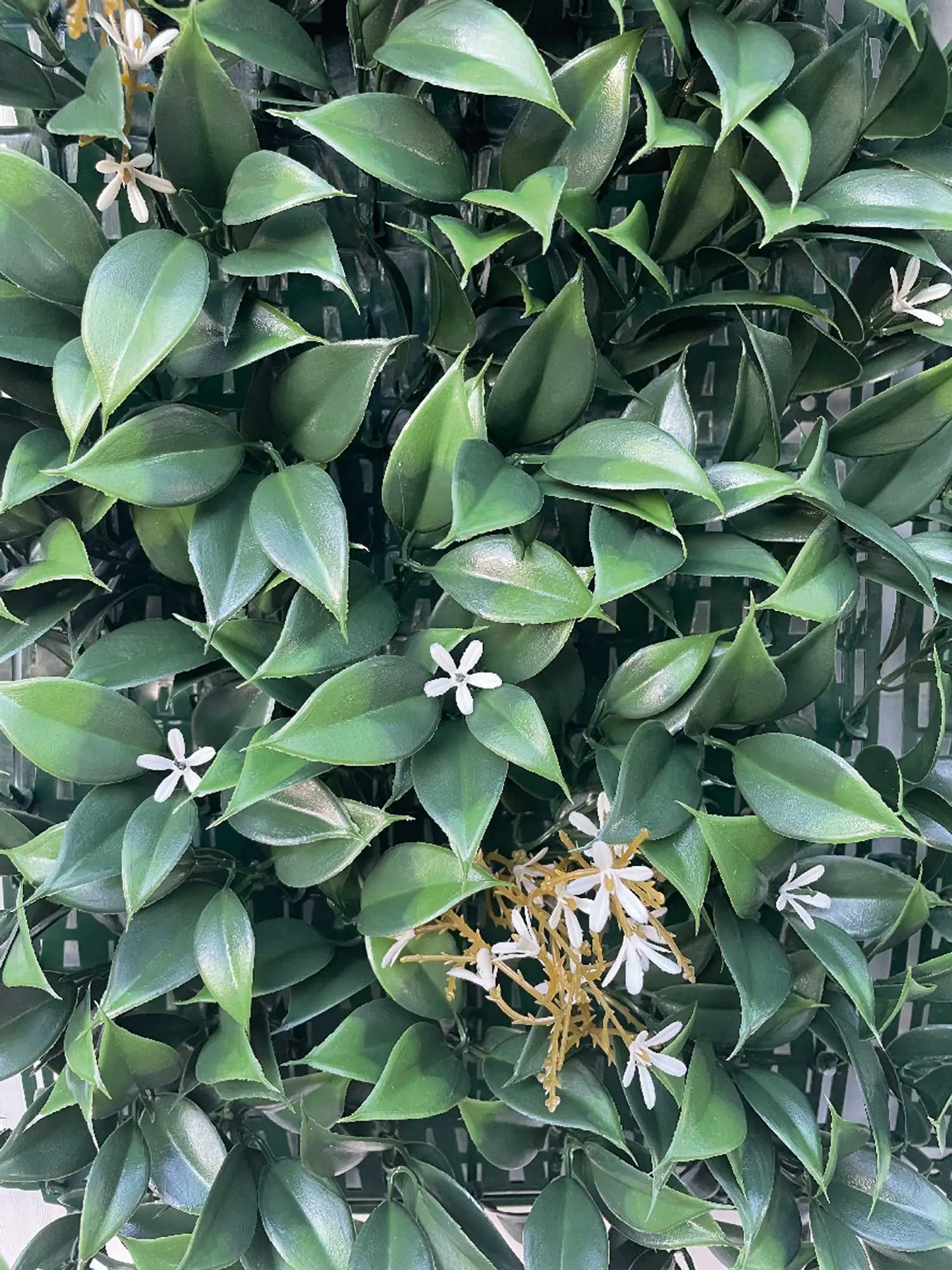 Sempreverde Siepe Gelsomino mt.1x1 Decorativa Da Parete