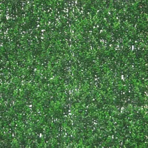 Sempreverde Siepe Buxus 1x1mt Decorativa Da Parete