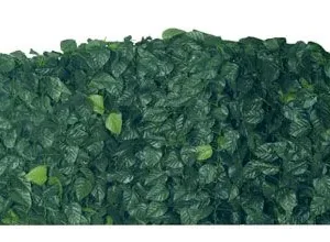 Sempreverde Lauro Con Ombreggiante