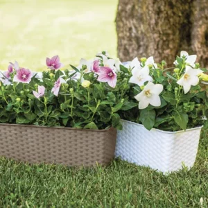 Balconetta Natural 50cm